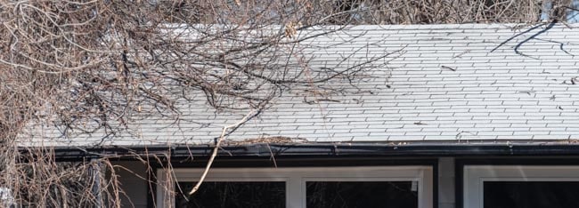 tree branches on roof